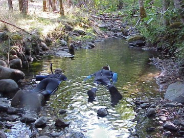 august 2005 fish count image