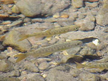 august coho salmon and steelhead image