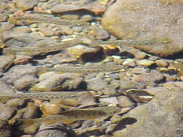 august coho salmon and steelhead image