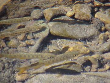 august coho salmon and steelhead image