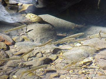 august coho salmon and steelhead image