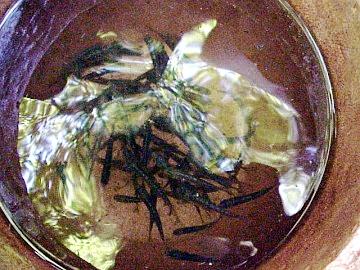 august 2005 fish rescue image