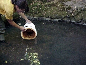 august 2005 fish rescue image