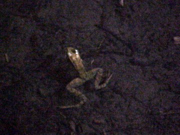 august 2005 fish rescue image