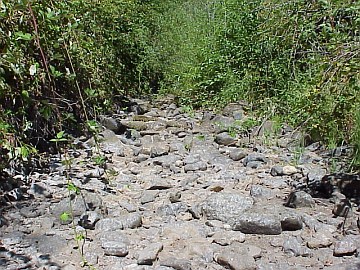 august 2005 fish rescue image