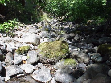 august 2005 fish rescue image