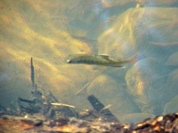 fry growing and enjoying the cool water